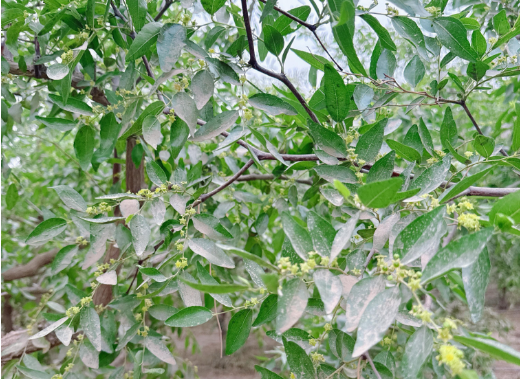 新疆地区红枣坐果调研报告