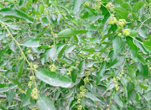 新疆地区红枣坐果调研报告