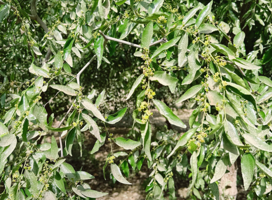 新疆地区红枣坐果调研报告