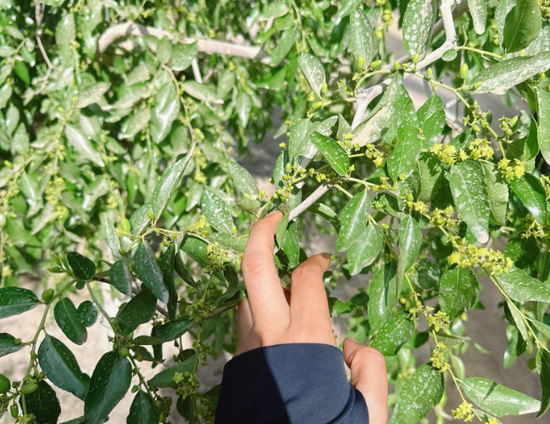 新疆地区红枣坐果调研报告