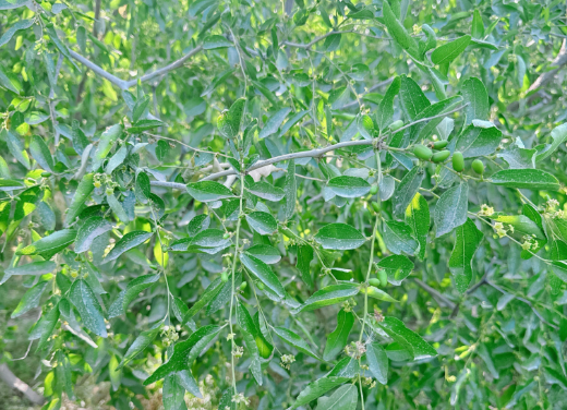 新疆地区红枣坐果调研报告