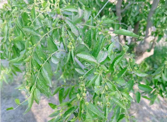 新疆地区红枣坐果调研报告