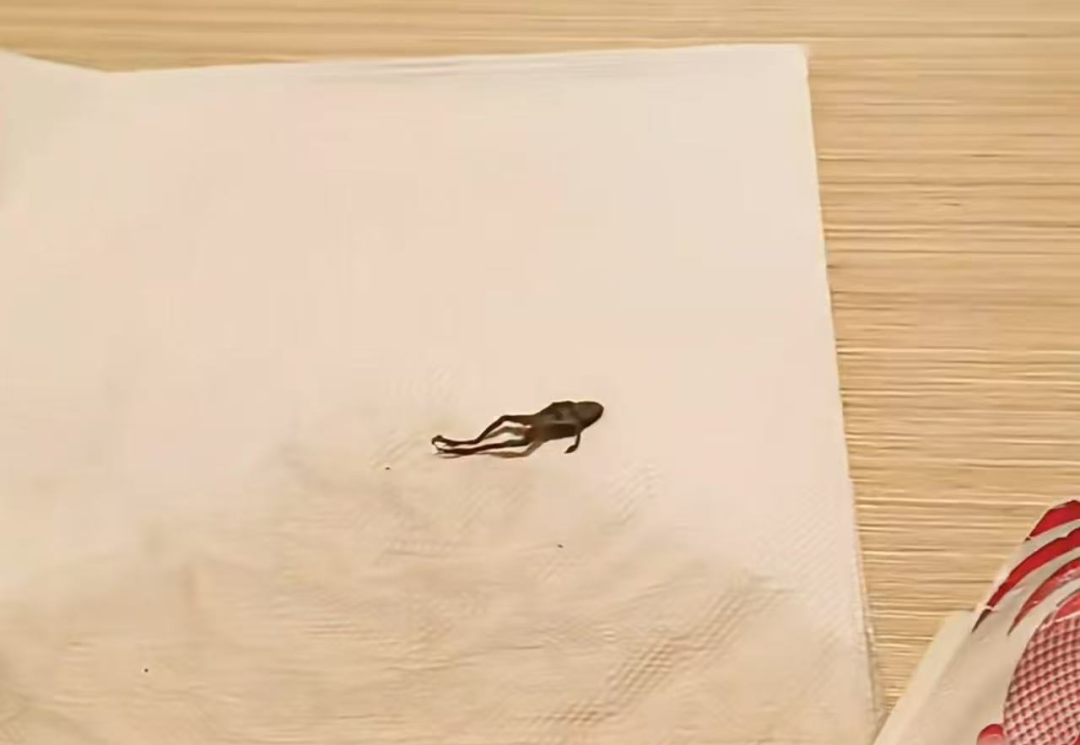 知名茶饮被曝喝出青蛙，当事人：太恶心了，差点喝进嘴里