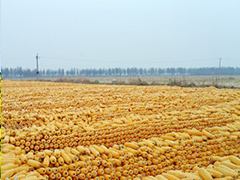 如何获取玉米期权的相关数据？这些数据的时效性怎样把握？