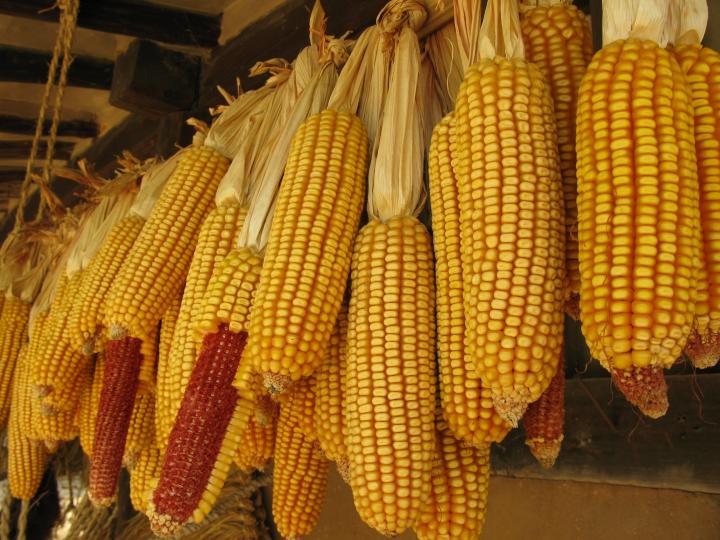 用什么查看玉米的价格？查看价格对交易有什么作用？