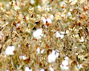 如何完成棉花收货？棉花收货与期货交易有什么关联？