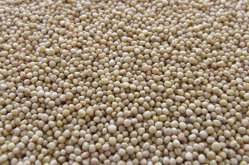 如何进行黄豆投资决策？投资过程有哪些要点？