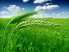 如何分析小麦价格波动原因？小麦价格受哪些因素影响？