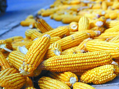 如何评价玉米期货短线交易？短线交易特点对投资策略有何影响？