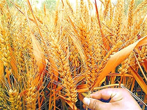 为何小麦期货价格高？价格高对小麦期货交易有何影响？