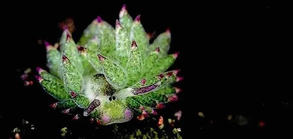 把叶绿体“偷”到自己体内 这些动物晒太阳就能活！太太太爽了