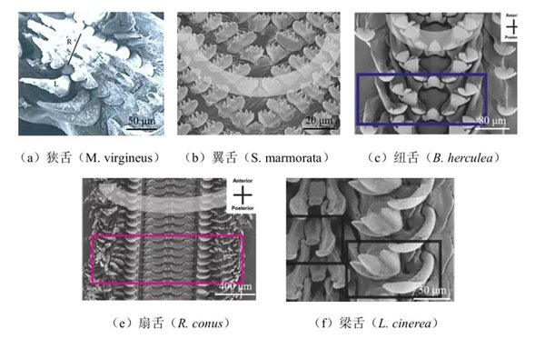 把叶绿体“偷”到自己体内 这些动物晒太阳就能活！太太太爽了