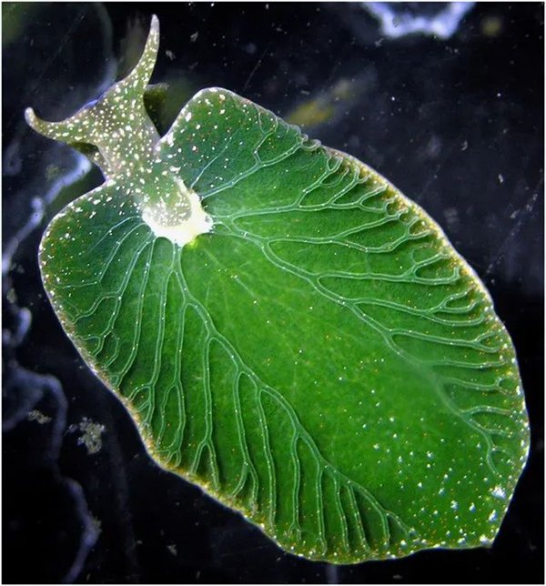 把叶绿体“偷”到自己体内 这些动物晒太阳就能活！太太太爽了