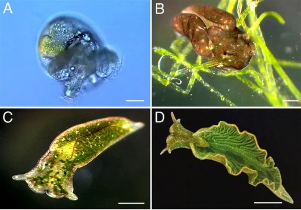 把叶绿体“偷”到自己体内 这些动物晒太阳就能活！太太太爽了