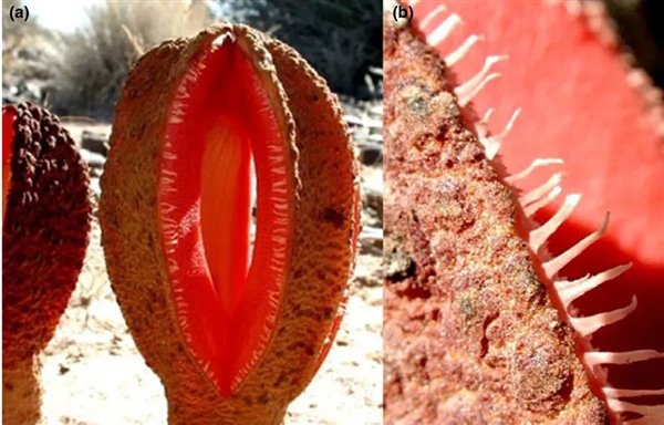 把叶绿体“偷”到自己体内 这些动物晒太阳就能活！太太太爽了