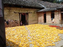 如何进行玉米期货交易？玉米期货市场特点是什么？