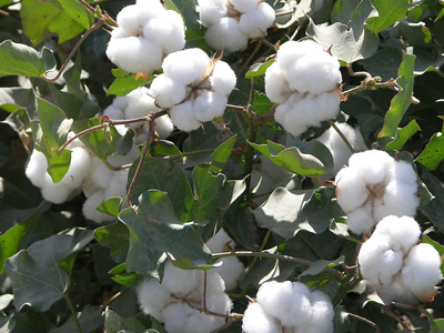 如何了解棉强净相关知识？棉强净有什么特点？