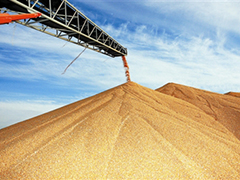 如何准确计算玉米贴水？计算过程中有哪些关键要点？