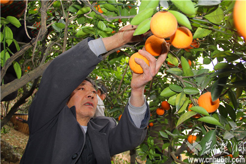 如何看待旱地种植盈利与财经的关系？哪些因素影响其盈利？