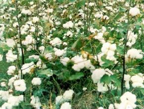 汽车隔音棉怎么安装更有效？